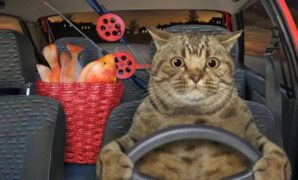 Setup Interior SUV Ramah Hewan: Panduan & Produk Terbaik